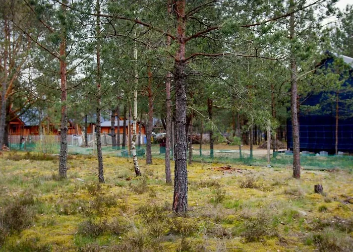 Wśród Sosen * Borsk